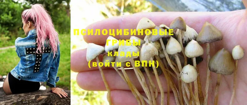 Галлюциногенные грибы Psilocybine cubensis  KRAKEN как зайти  Верещагино 